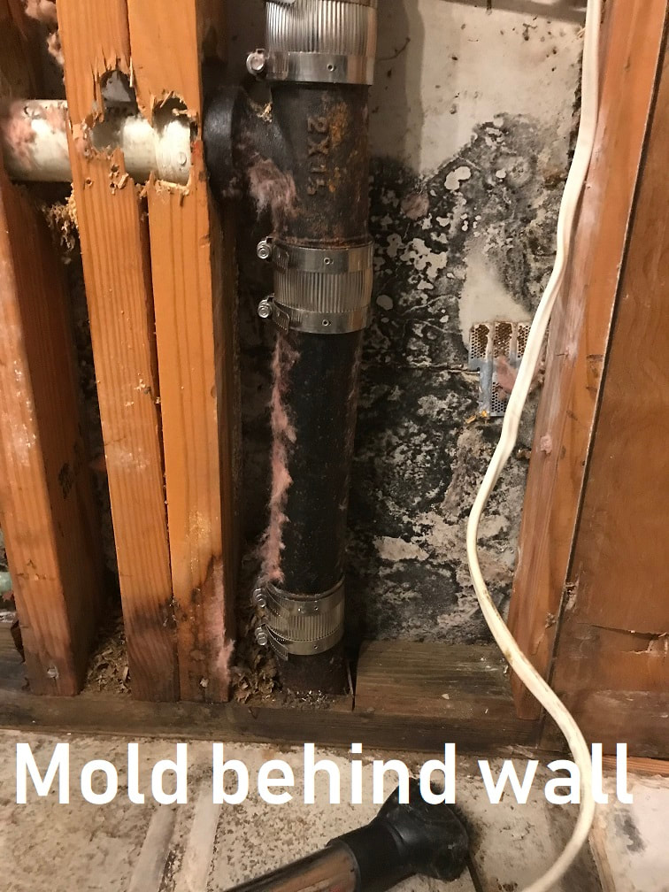 mold in destin